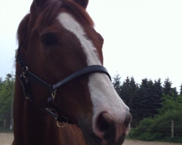horse Don Rico 16 (Hanoverian, 2003)
