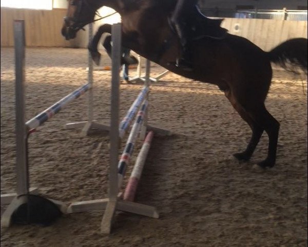 jumper Chester 312 (Württemberger, 2010, from Clerus)