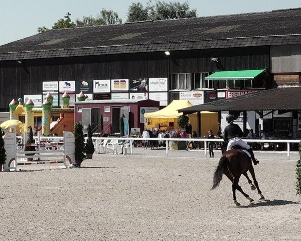 Pferdesporttage Bülach 2021