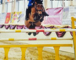 broodmare Ladies' Choice 2 (Oldenburg show jumper, 2008, from Lordanos)