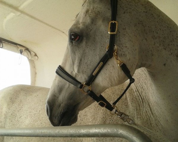 dressage horse Nurejev 7 (Bavarian, 2003, from Normativ ox)