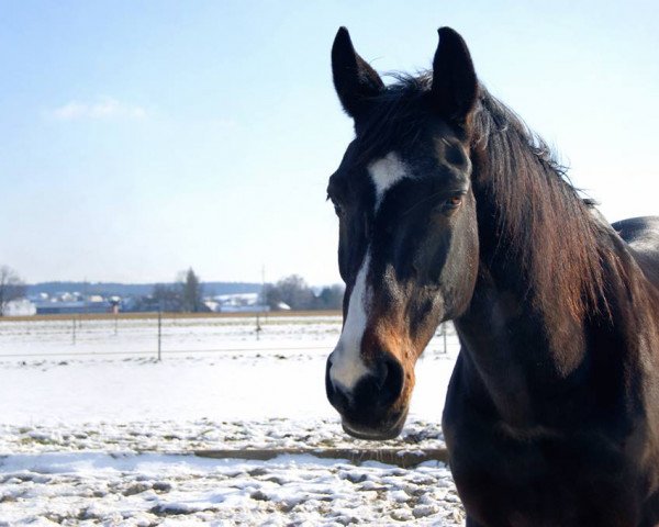broodmare Ratina BC (Bavarian, 1995, from Legal Legend xx)