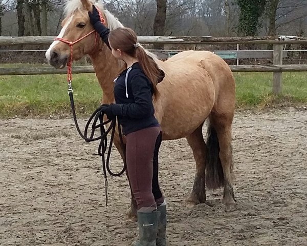 broodmare Sioned (Welsh-Cob (Sek. C), 2009, from Dwyfor Scooby Do)