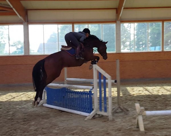 jumper Quin Blue (Oldenburg, 2010, from Quintender 2)