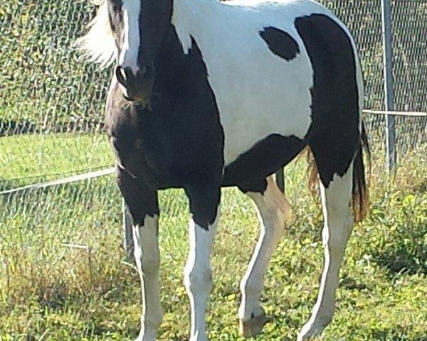 Pferd Lawa (Polnisches Warmblut, 1996, von Krawat) Pferd Lawa (Polnisches Warmblut, 1996, von Krawat)