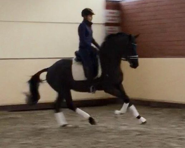 horse Totifürst (Hanoverian, 2013, from Totilas)
