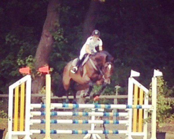 jumper Alvaro de Castro (Württemberger, 2007, from Acolord)