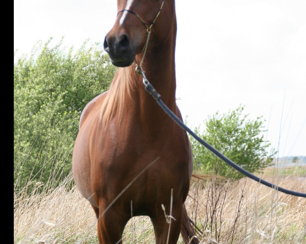 horse Rachida's Jaouard (Arabian purebred, 2009, from El Ninjo)