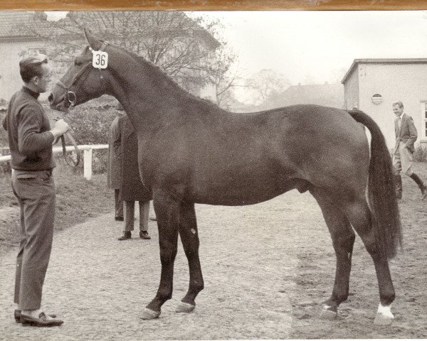 stallion Marcus (Hanoverian, 1962, from Marconi)