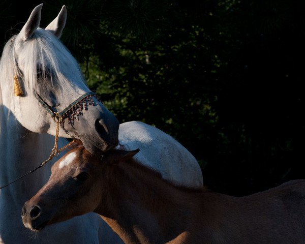 broodmare CM Naafeedah El Erb ox (Arabian purebred, 2005, from Messaoud 1979 ox)