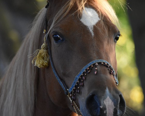 broodmare Hanadi Al Zamet (Arabian purebred, 2007, from Messaoud 1979 ox)