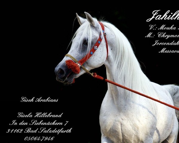 horse Jahilh ox (Arabian purebred, 1991, from Mouka-Tuam 1986 ox)