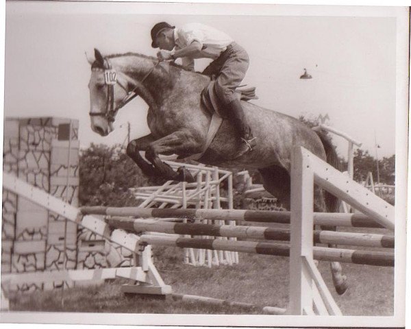 broodmare Forscherbotin (Hanoverian, 1957, from Folkmar) broodmare Forscherbotin (Hanoverian, 1957, from Folkmar)
