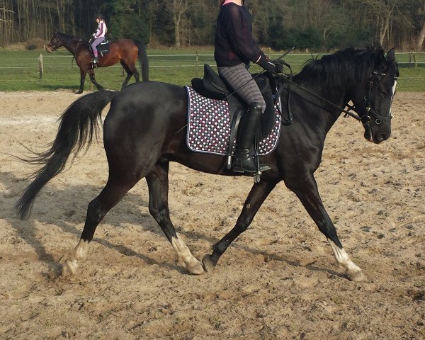 dressage horse Kimi 7 (German Riding Pony, 2002, from Kennedy WE)