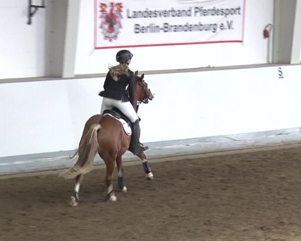 Reitturnier Münchehofe 2020
