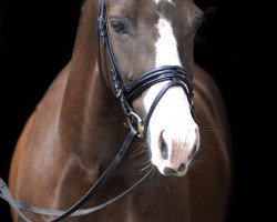 dressage horse Nebukadnezar AE (German Riding Pony, 2006, from No Limit)
