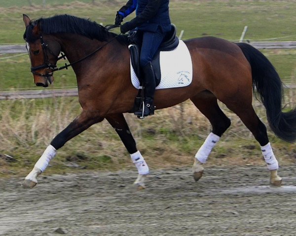broodmare Cinderella 678 (Holsteiner, 2010, from Larimar)