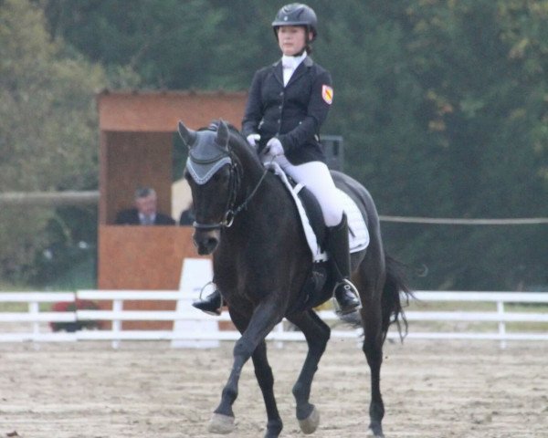 Dressurpferd Nouvel Amour (Deutsches Reitpony, 2005, von Notre Beau)