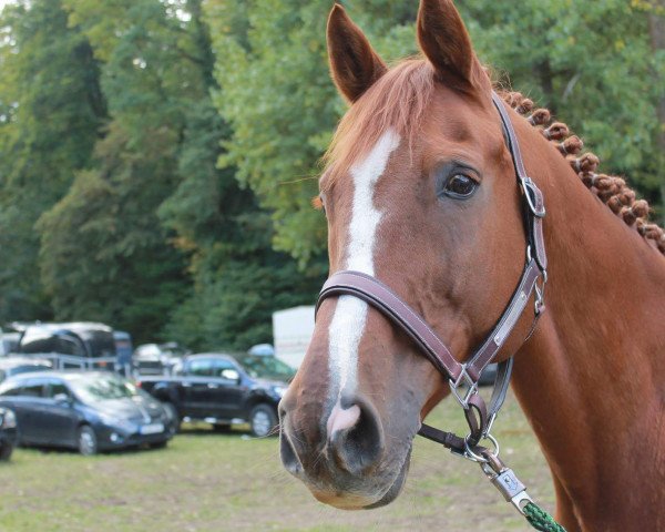 stallion MOSER HorseLine's Abraxass (German Warmblood, 1998, from Acord II)