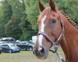 stallion MOSER HorseLine's Abraxass (German Warmblood, 1998, from Acord II)