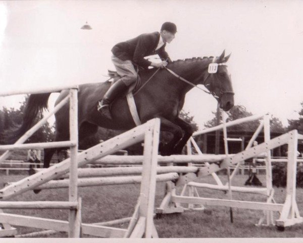 broodmare Forscheralm (Hanoverian, 1954, from Folkmar)