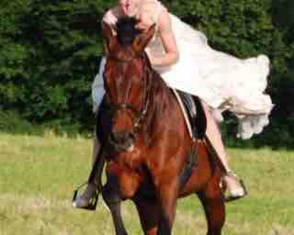 dressage horse Belushi 3 (Westphalian, 1995, from Bormio xx)