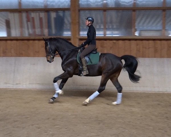 Pferd Sircido (Oldenburger, 2010, von Birkhof's Sirtaki) Pferd Sircido (Oldenburger, 2010, von Birkhof's Sirtaki)