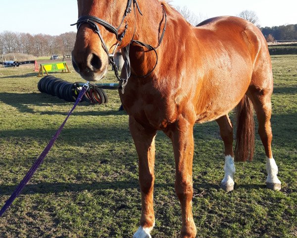 dressage horse Roman (Württemberger, 1994, from Renoir I)