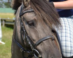 dressage horse Daya (Duelmener, 2008)