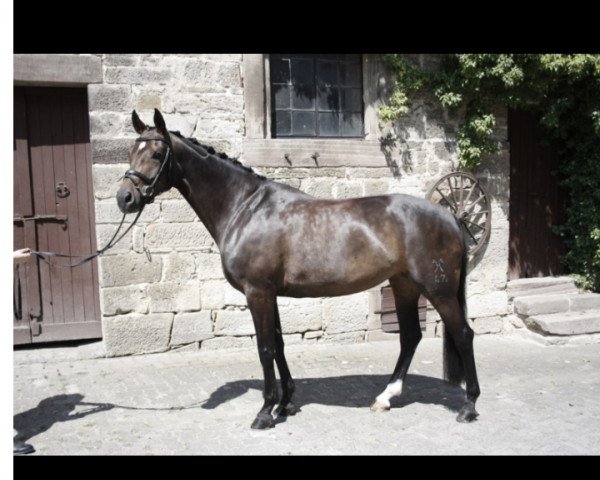 Dressurpferd Sotschi R (Hannoveraner, 2007, von Sir Donnerhall I)
