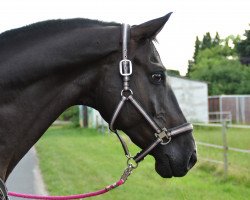 jumper König Negro (Trakehner, 2004, from Hibiskus)