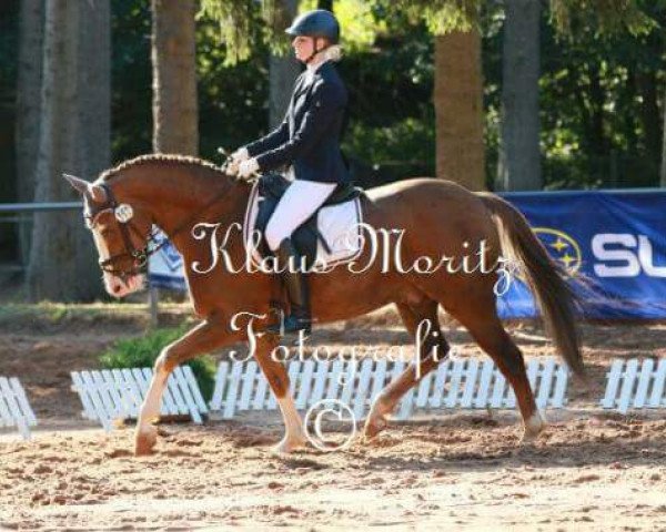 dressage horse Barnsley (German Riding Pony, 2000, from Brillant)