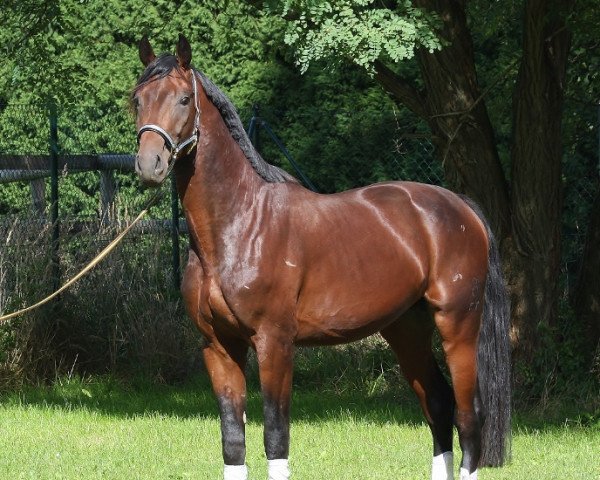 Pferd Ronto (Oldenburger, 2011, von Ron Rubin)