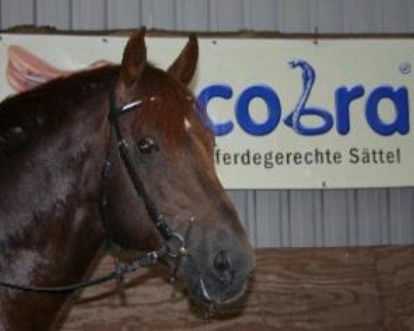 horse Racoon (Oldenburg, 1996, from Rosenzauber)
