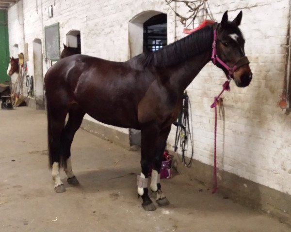 dressage horse Gabanja (Oldenburg, 2011, from Southern Star)