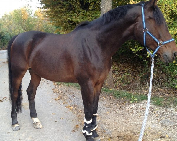 dressage horse Pavalou (Westphalian, 2005, from Prinz Segelhorst)
