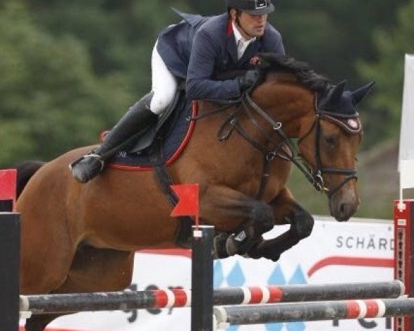 jumper Nikita F (Bavarian, 1999, from Golden Joy J)