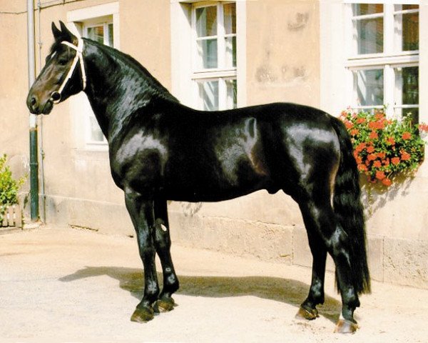 stallion Lopez (Heavy Warmblood, 1993, from Lord I 1446) stallion Lopez (Heavy Warmblood, 1993, from Lord I 1446)