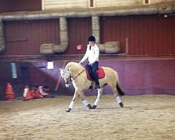 horse Fjordbækken’s Safine (Fjord Horse, 2010, from Kneist Skovå)