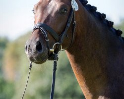 dressage horse Findus Grüne Erbsen (Oldenburg, 2011, from Fürst Romancier)