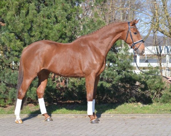 horse dmgg (Hanoverian, 2011, from Dimaggio)