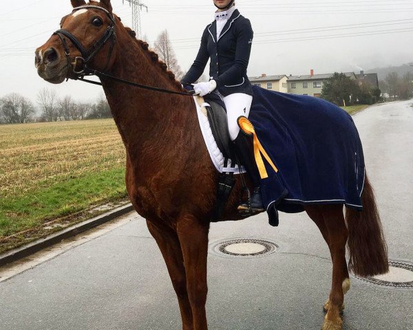 dressage horse Capoeira Dance (Oldenburg, 1998, from Corradino)
