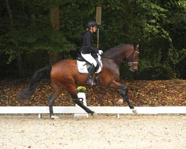 dressage horse Cenri Bo (Holsteiner, 2011, from Catoo)