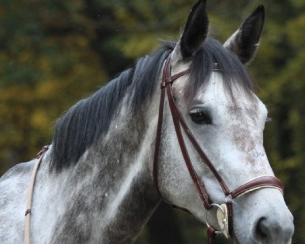 horse Calica (Austrian Warmblood, 2010, from Calico 8)