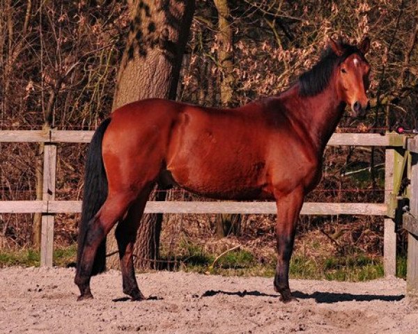 dressage horse Gigolo (Hanoverian, 2009, from Graf Top)