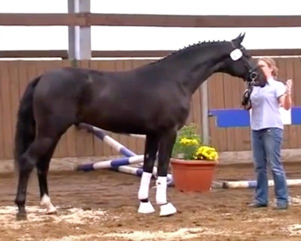 horse Sir Louvre (Hanoverian, 2009, from San Remo)