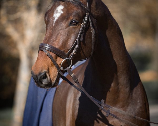 jumper Alberich D (Oldenburg show jumper, 2008, from Albatros 86)