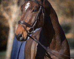 jumper Alberich D (Oldenburg show jumper, 2008, from Albatros 86)