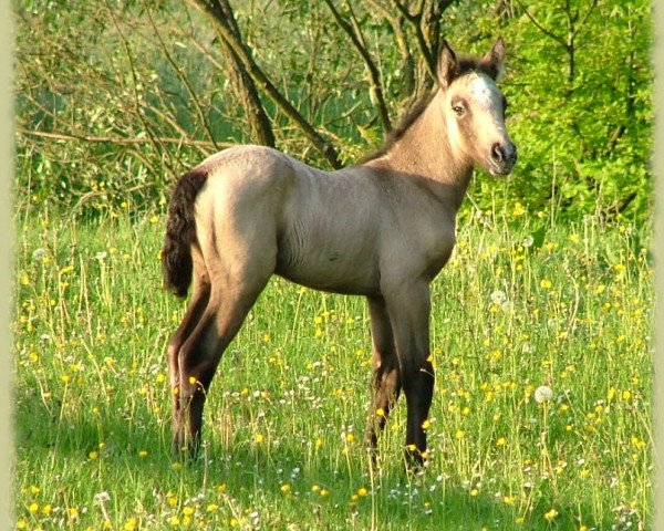 Pferd Kinzighausen Golden Maybe (Connemara-Pony, 2009, von Glaskopf Golden Malcolm)