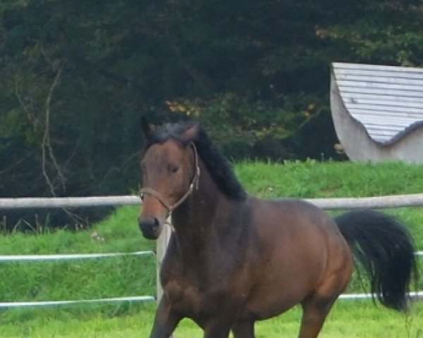 horse Seldom (Mecklenburg, 2008, from Summertime)